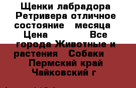 Щенки лабрадора Ретривера отличное состояние 2 месяца › Цена ­ 30 000 - Все города Животные и растения » Собаки   . Пермский край,Чайковский г.